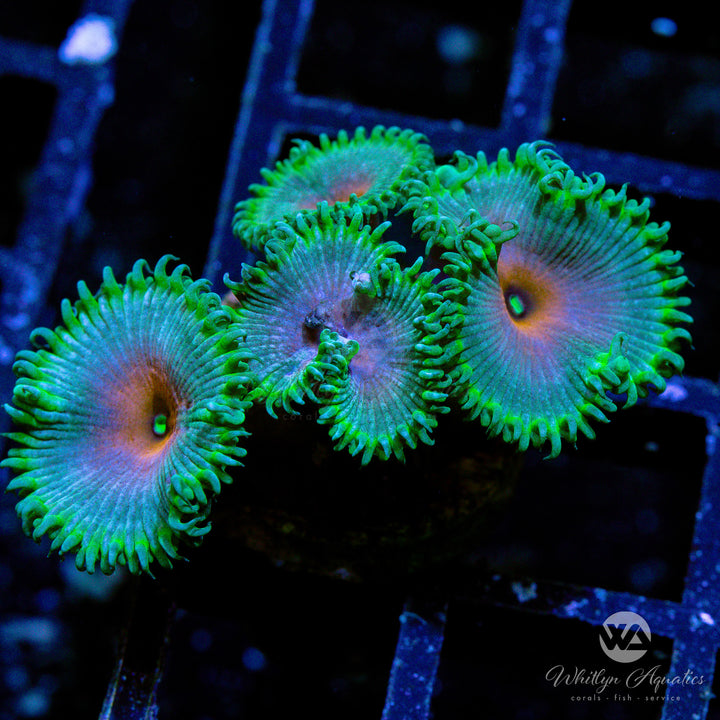 Captain America Palythoa Zoanthid (Aquacultured)