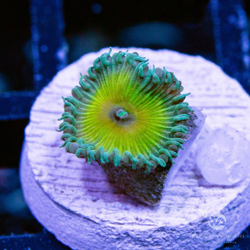 Captain Jerk Palythoa (Aquacultured) - Whitlyn Aquatics
