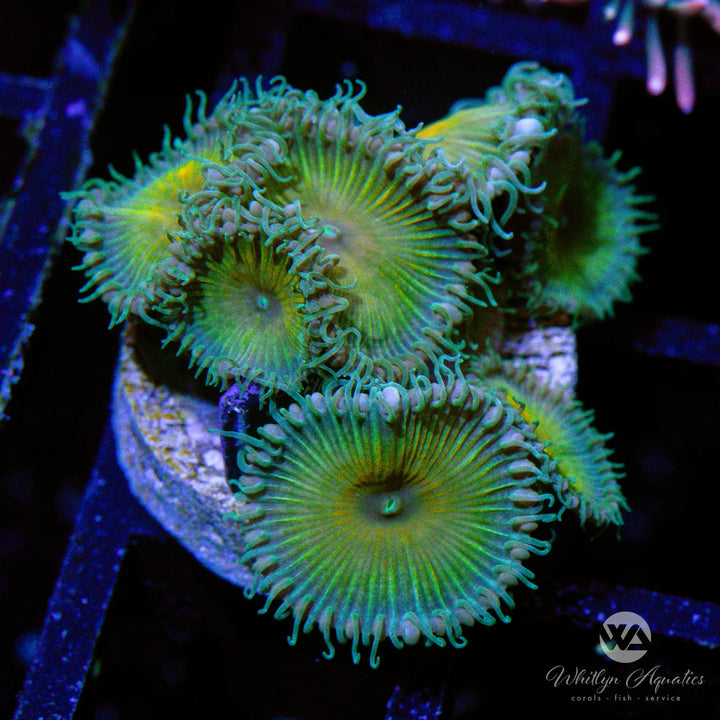 Captain Jerk Palythoa (Aquacultured)