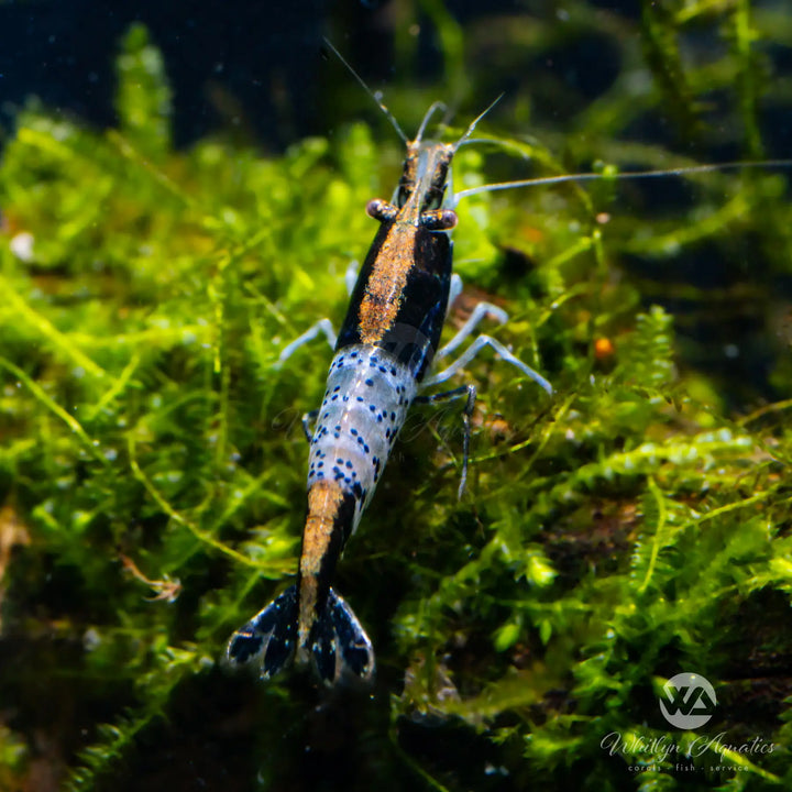 Carbon Rili Shrimp - Neocaridina davidi