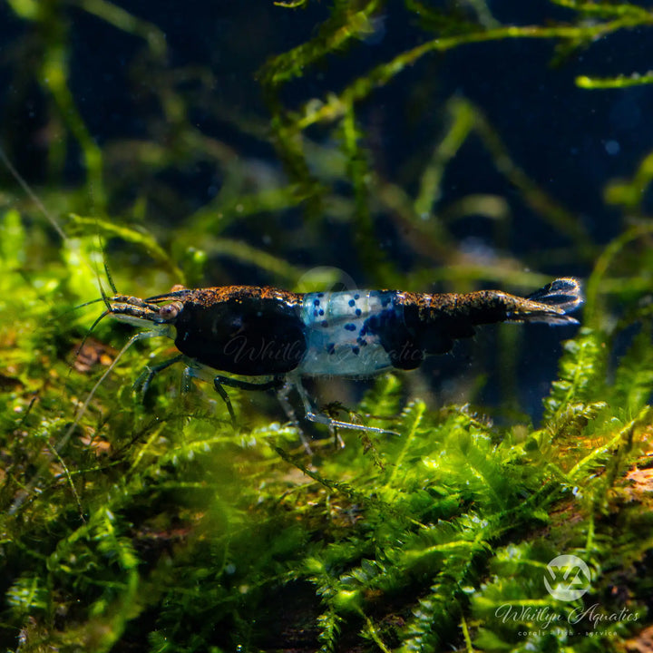 Carbon Rili Shrimp - Neocaridina davidi
