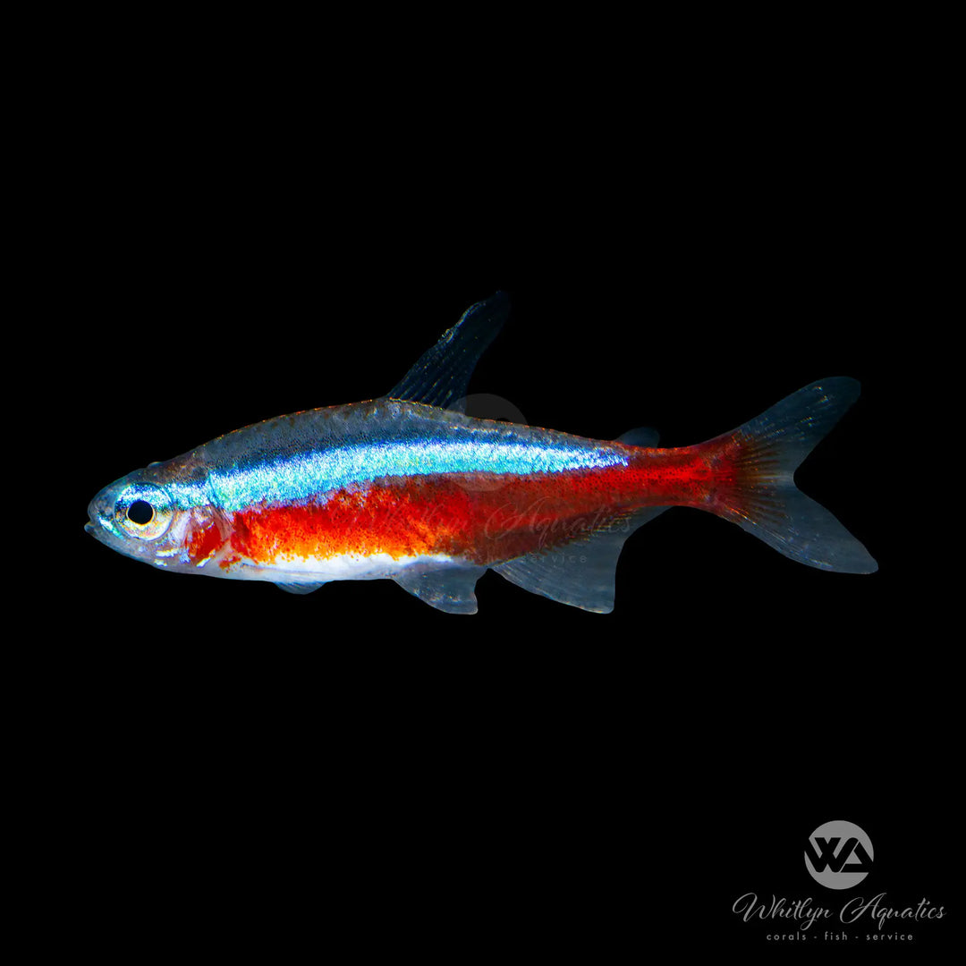 Cardinal Tetra - Paracheirodon axelrodi