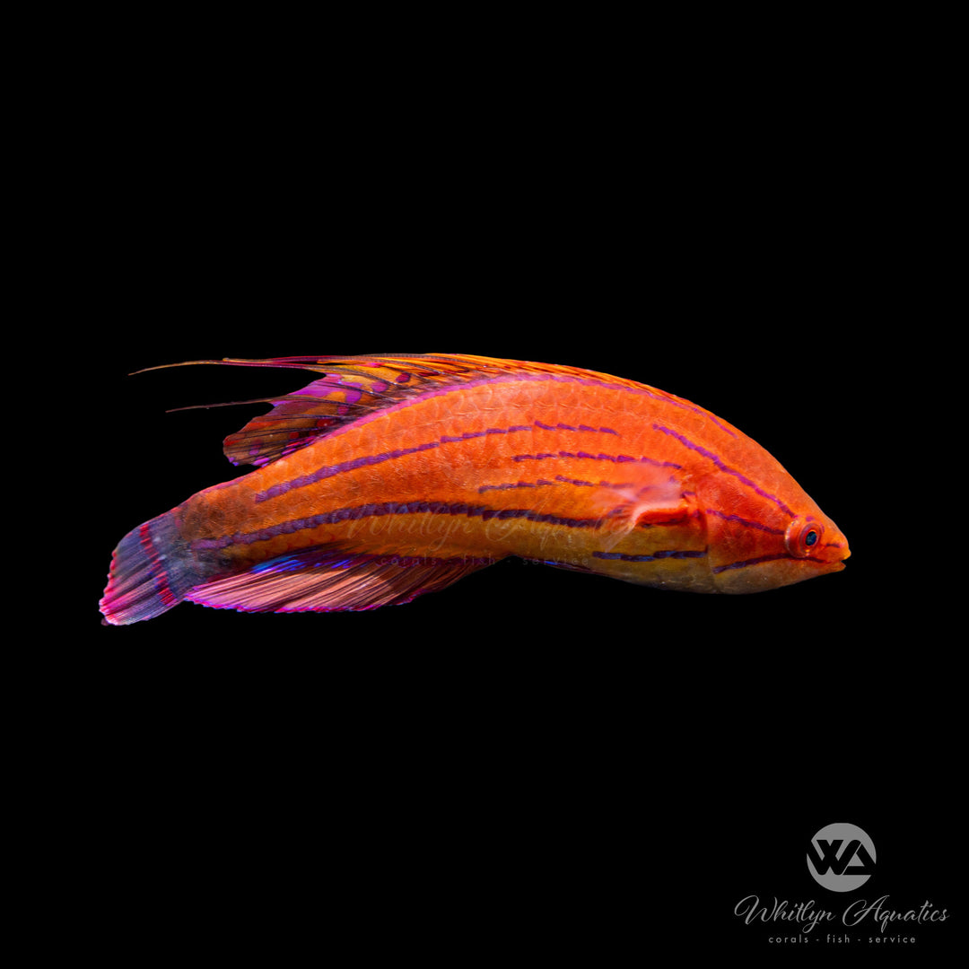 Carpenter's Flasher Wrasse - Paracheilinus carpenteri