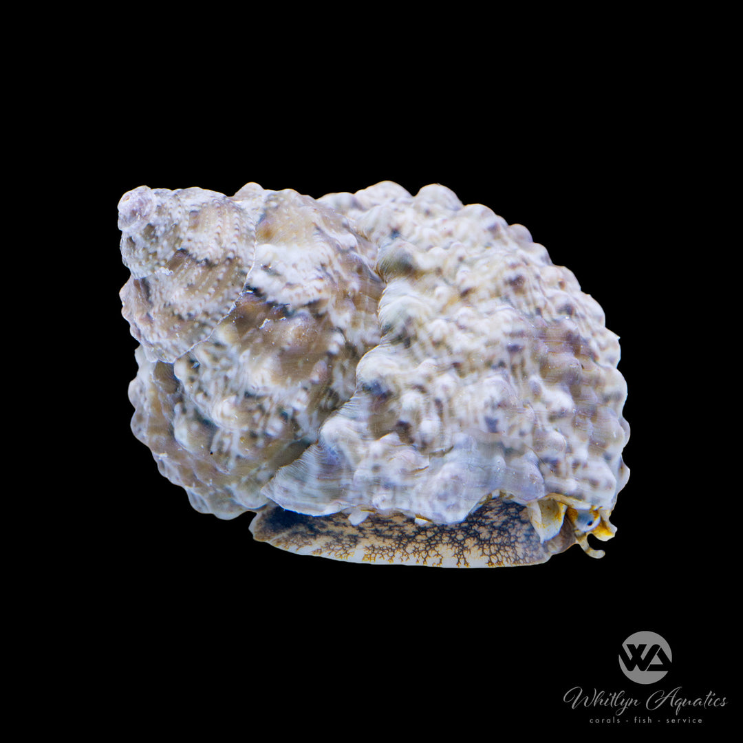 Cats Eye Turbo Snail - Turbo sp.