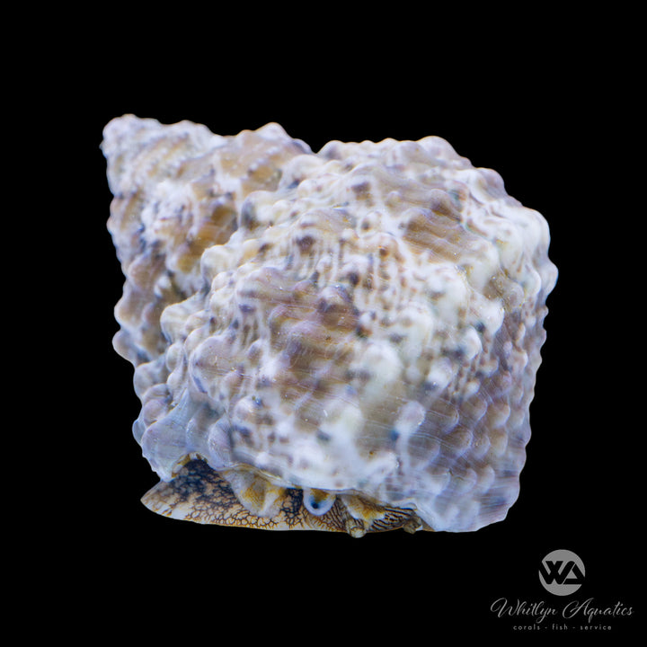 Cats Eye Turbo Snail - Turbo sp.