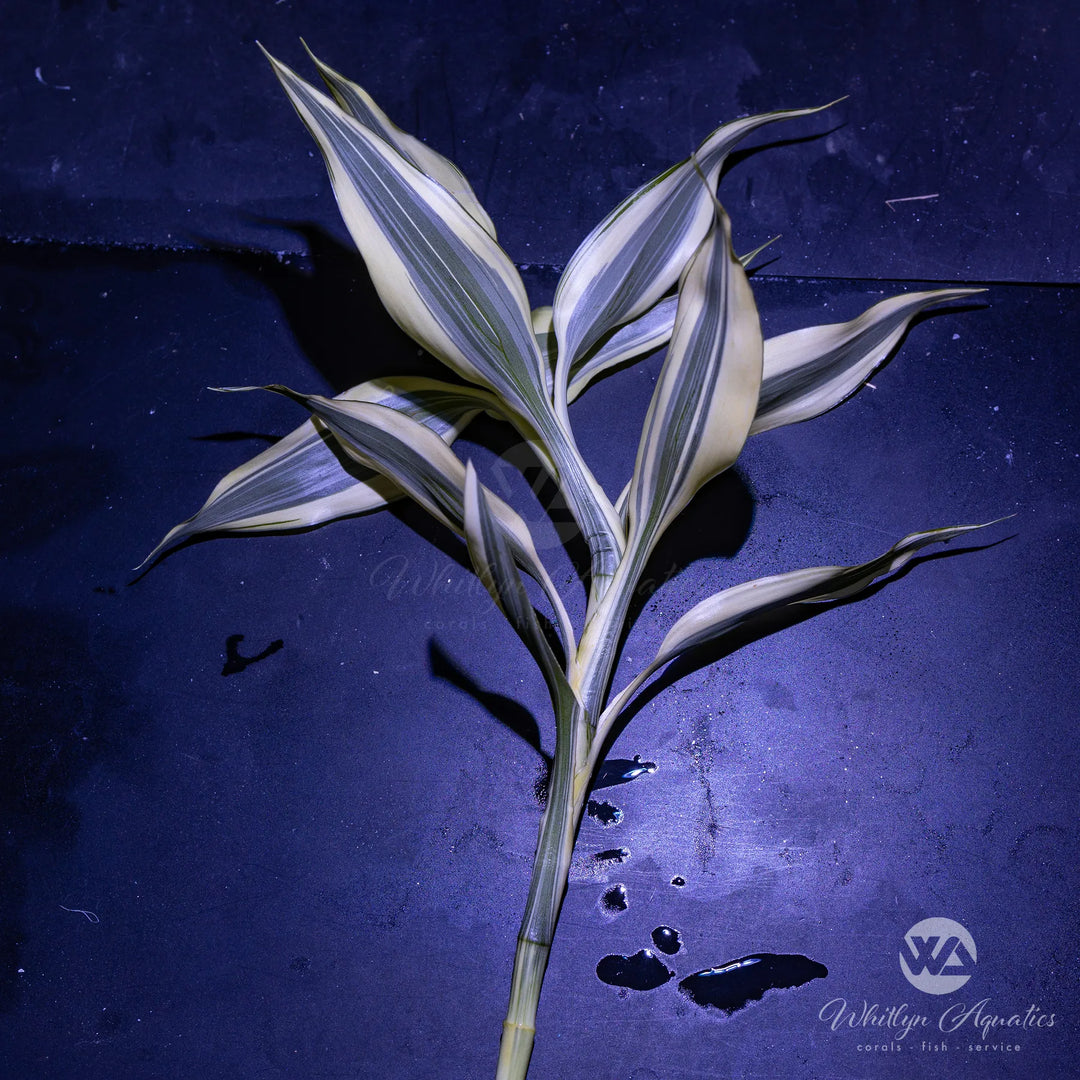 Chinese Bamboo - dracaena sanderiana