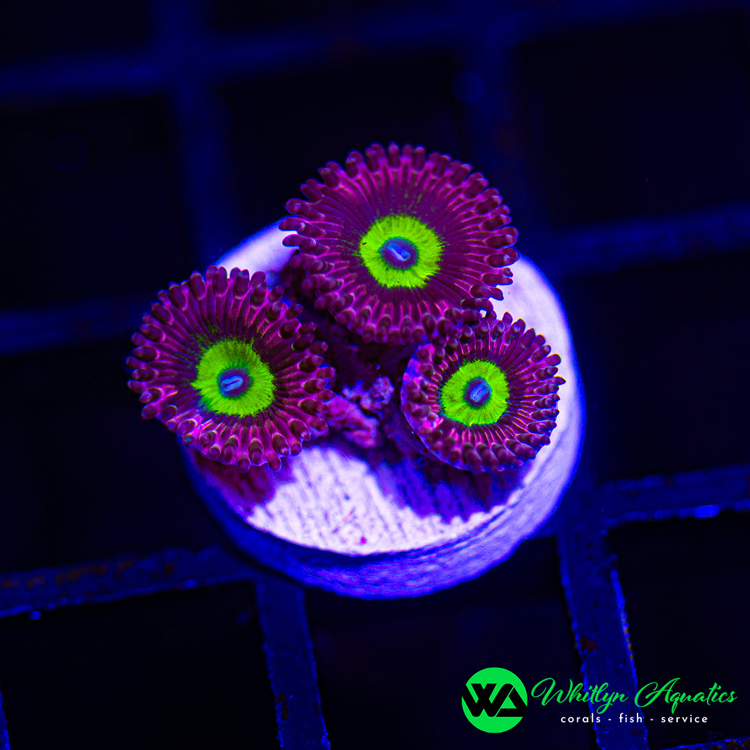 Chucky's Bride Zoanthid