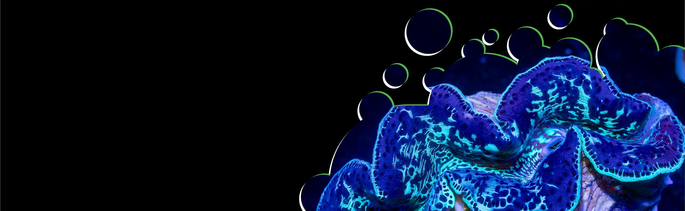Blue Maxima Clam