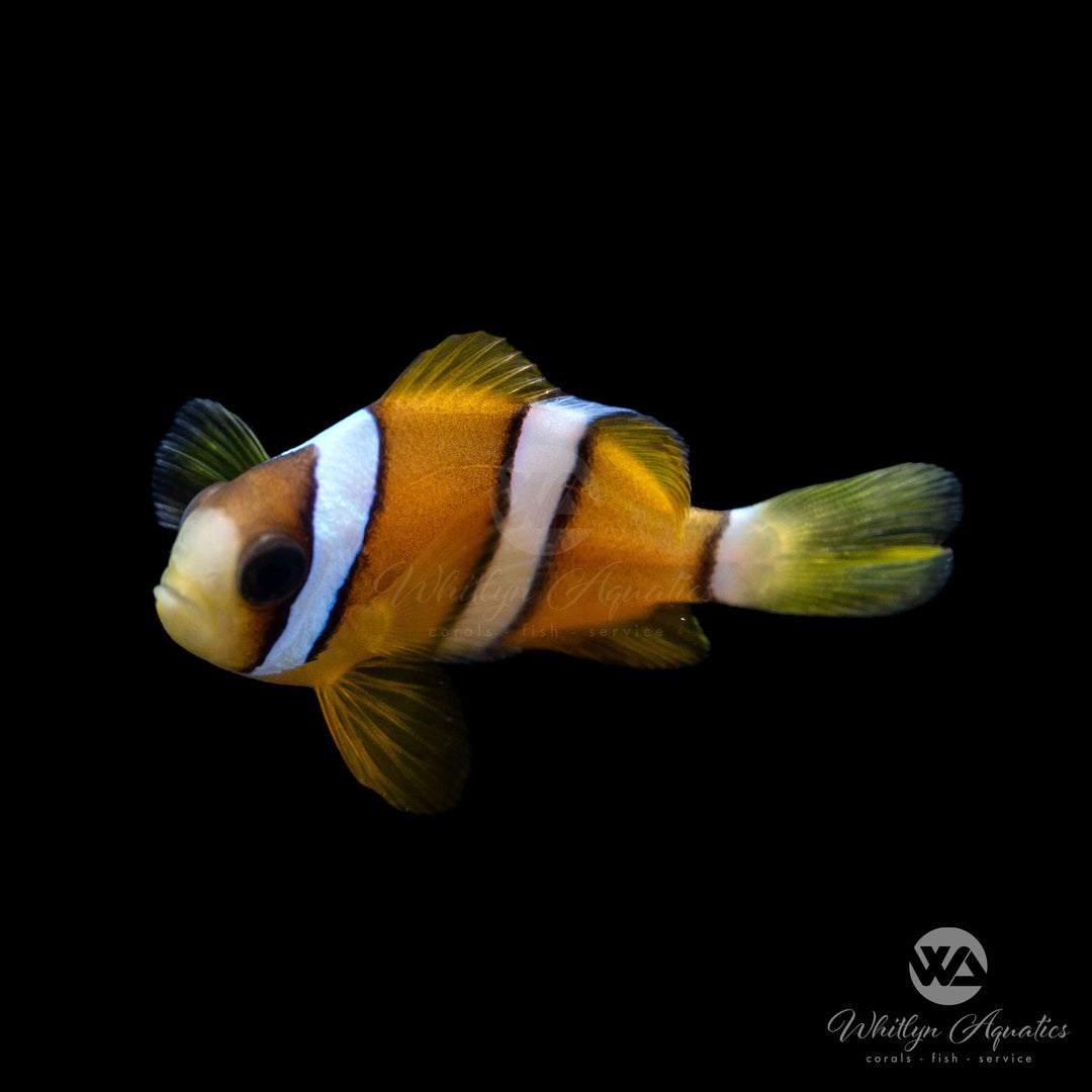 Clarkii Clownfish - Amphiprion Clarkii