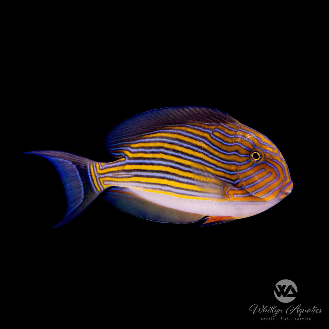 Clown Tang - Acanthurus lineatus