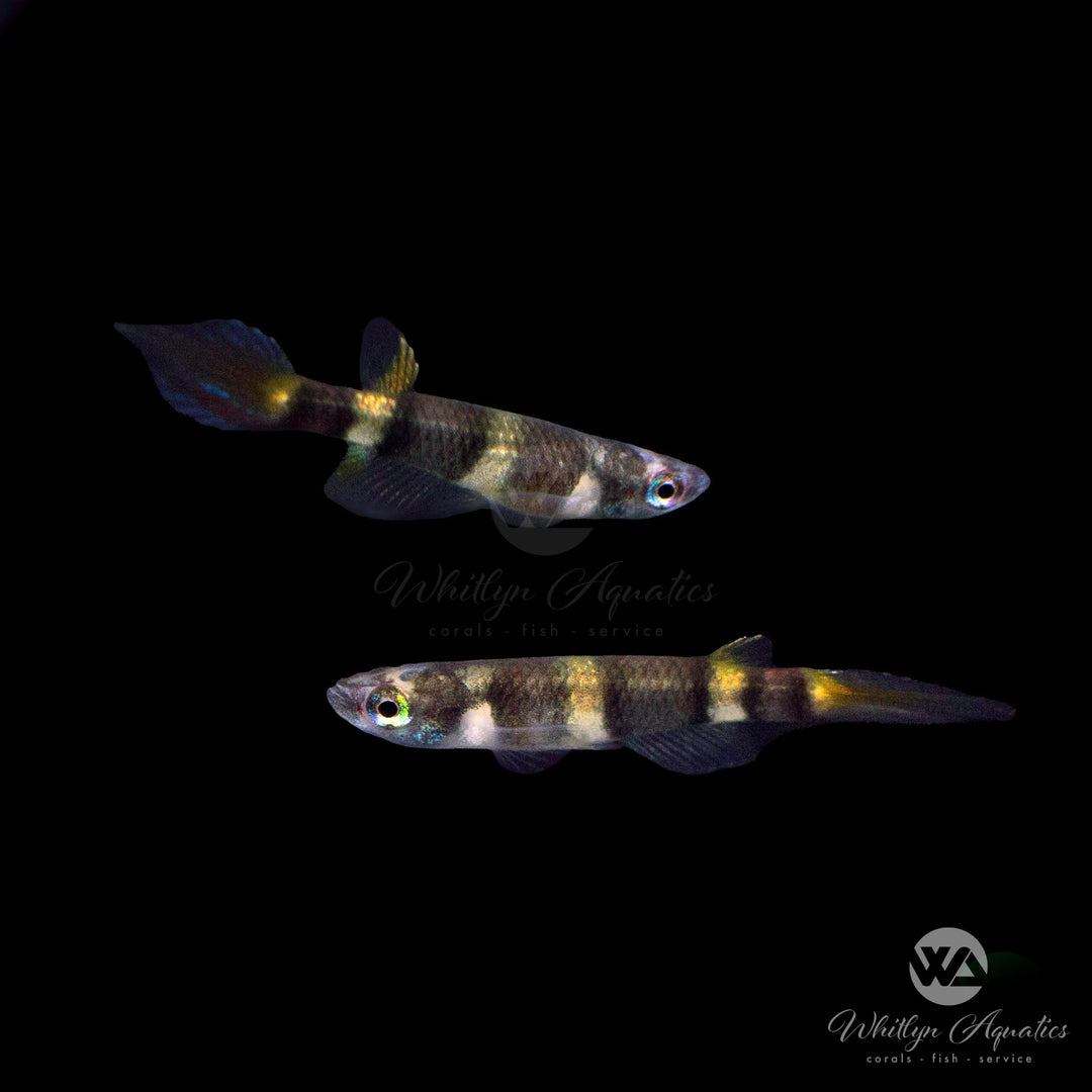 Clown Killifish - Epiplatys annulatus