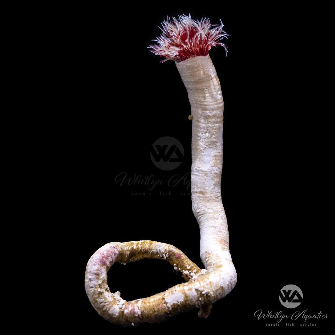 Hard Tube Coco Worm - Protula bispiralis