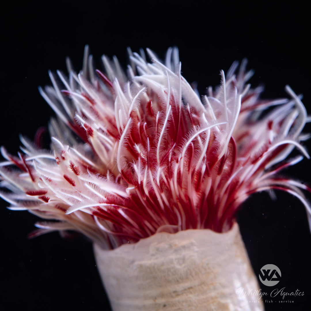 Hard Tube Coco Worm Crown - Protula bispiralis