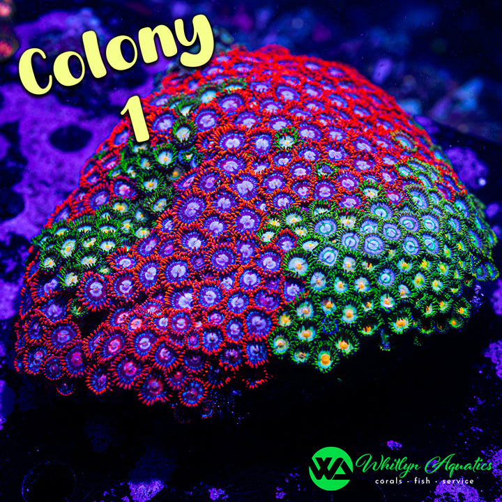 Zoa Party Frag Pack