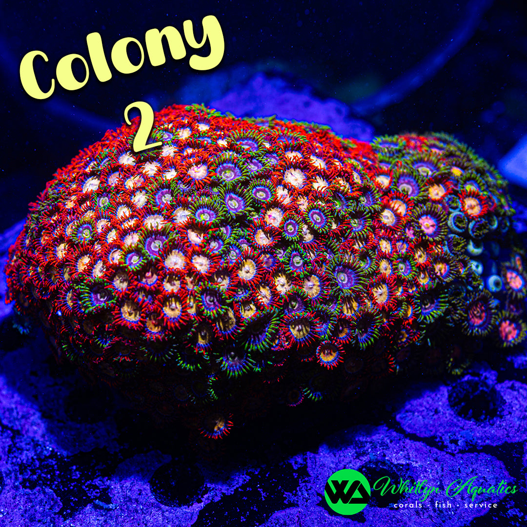 Zoa Party Frag Pack