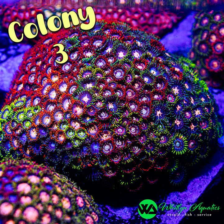 Zoa Party Frag Pack