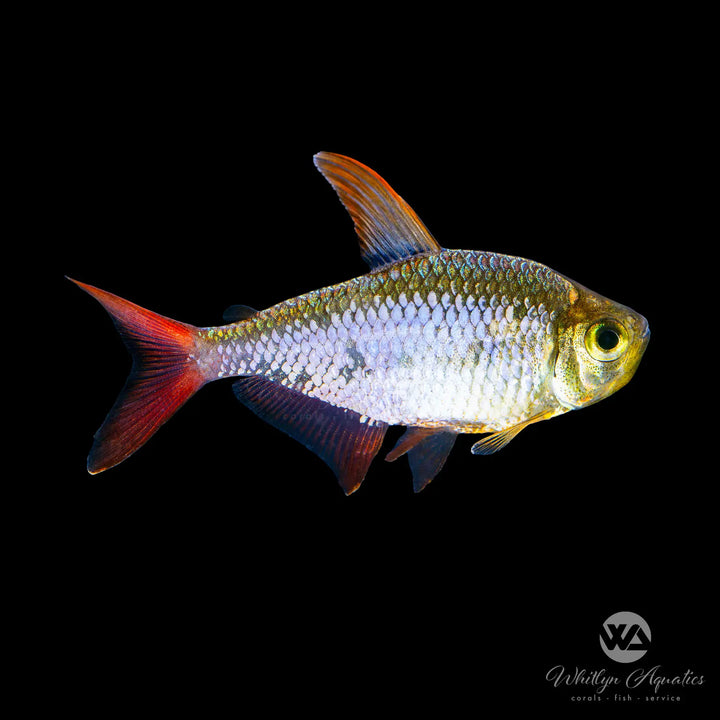 Red & Blue Colombian Tetra - Hyphessobrycon columbianus