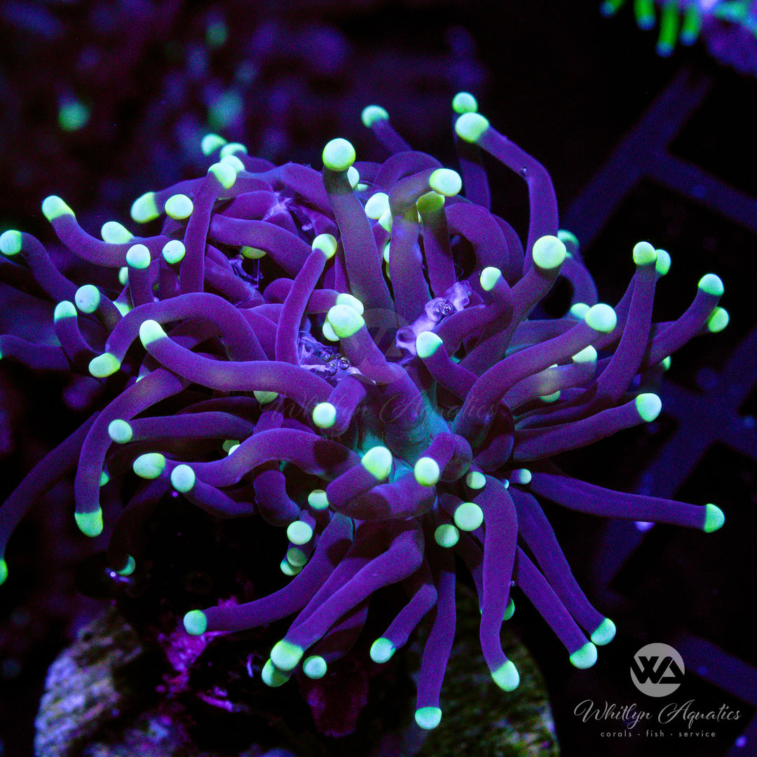 A06 - Joker Torch - WYSIWYG