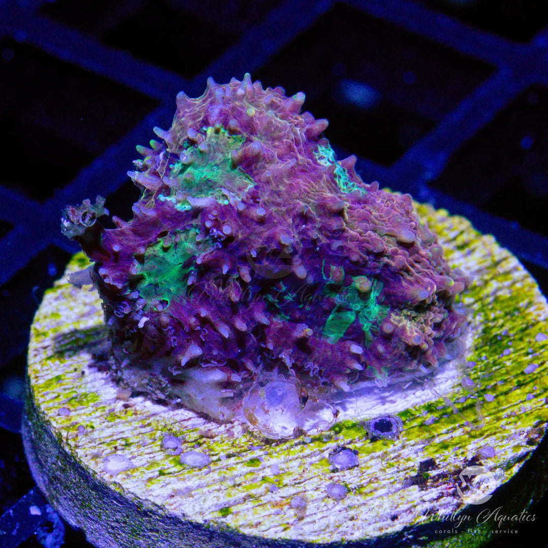 15A - Echinata - WYSIWYG