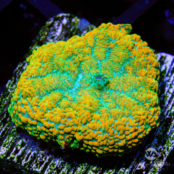 WA Hurricane Rhodactis Mushroom