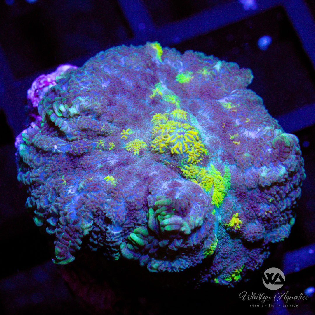 A08 - [NEW RELEASE!] WA lemon Squeeze Pincushion Mushroom - WYSIWYG