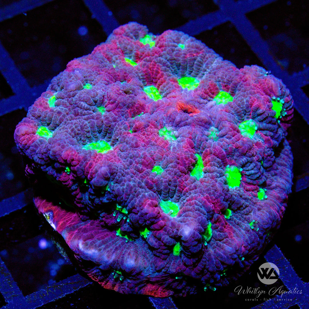 D14 - War Coral Favia - WYSIWYG