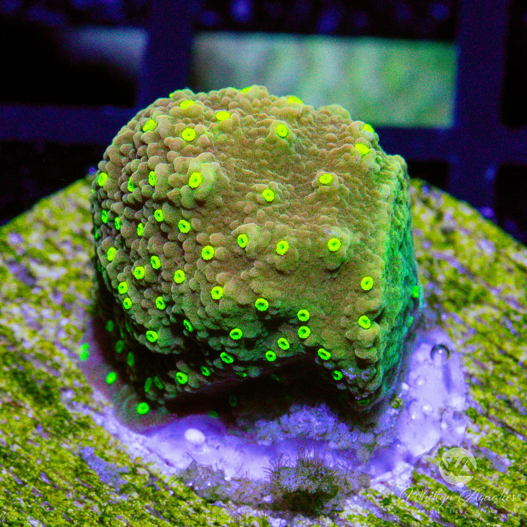 A11 - WA Burnt Banana Montipora - WYSIWYG