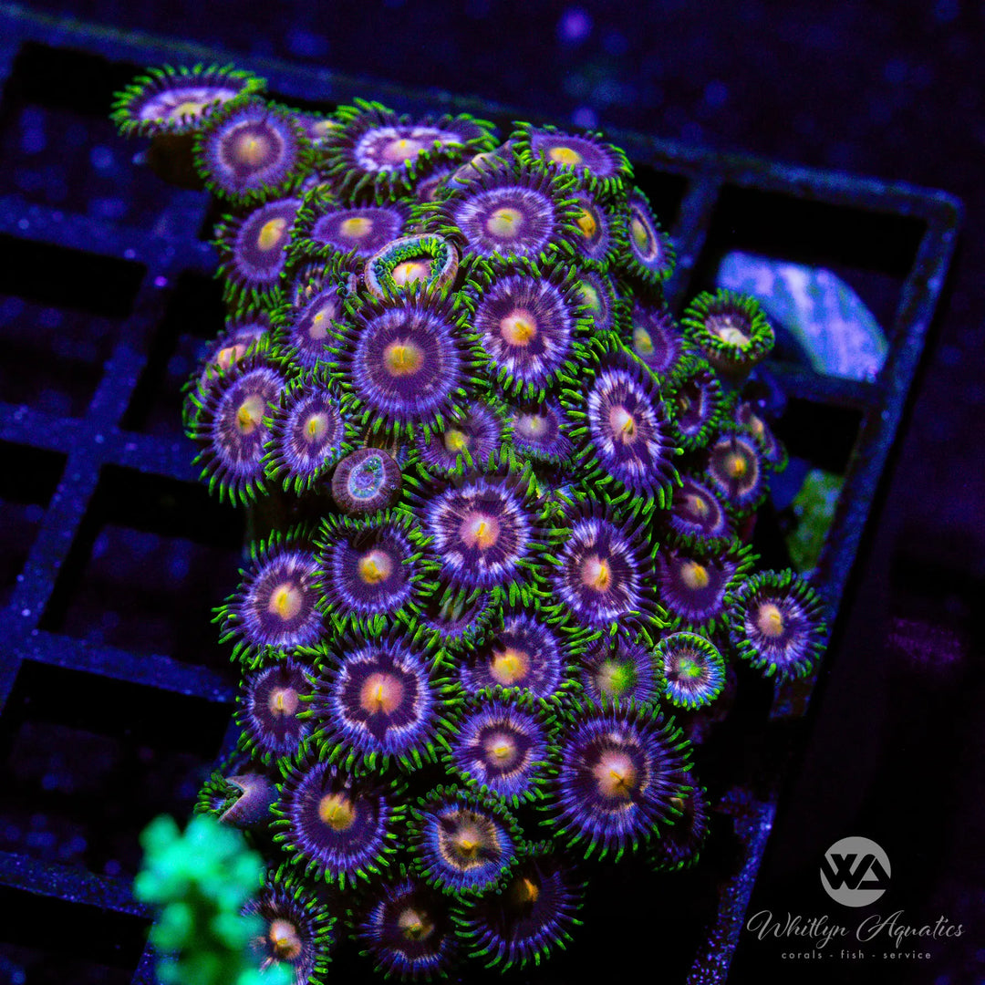 6A - Blowpop Morph Zoa Colony - WYSIWYG