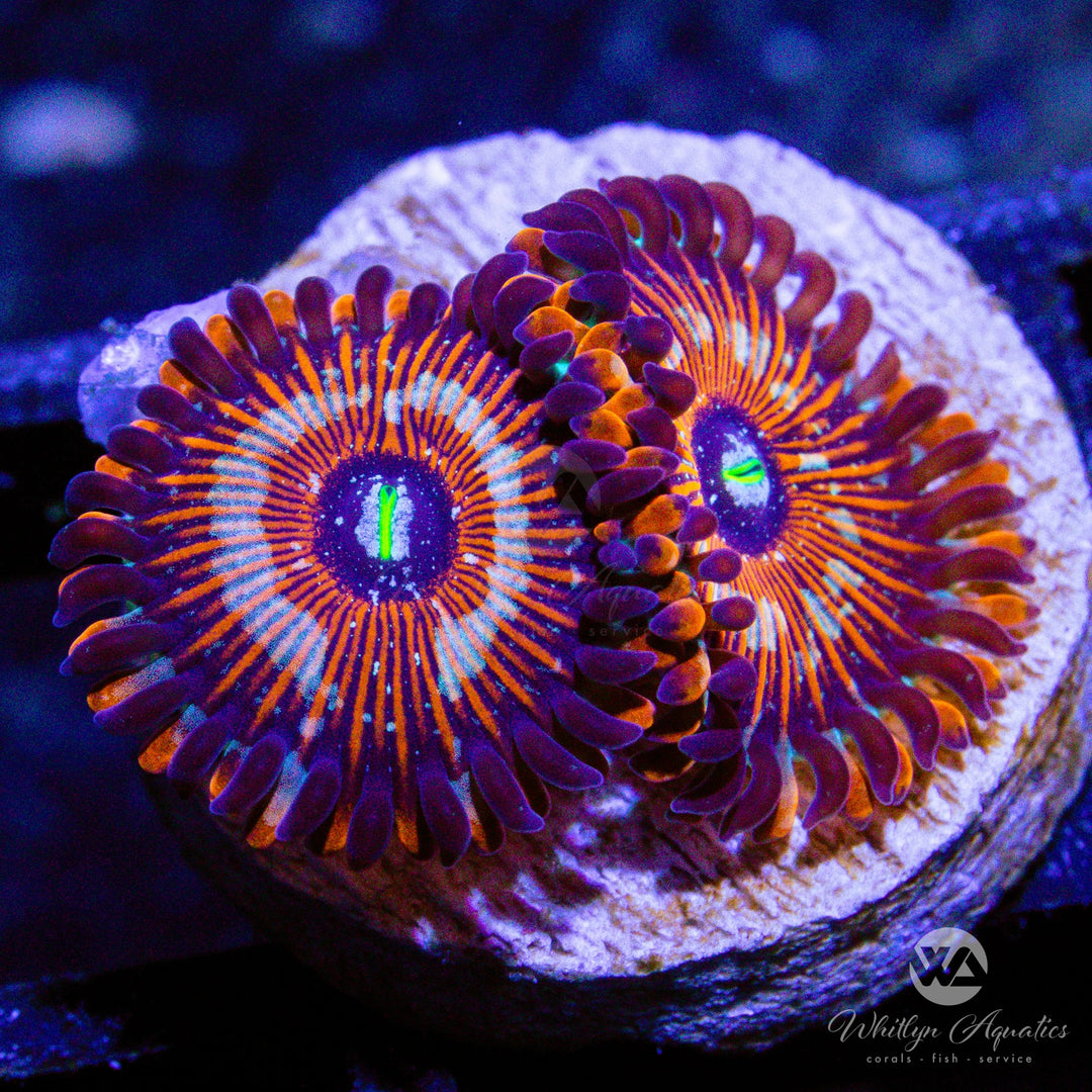 A25 - WA Red Zombie Zoa - WYSIWYG
