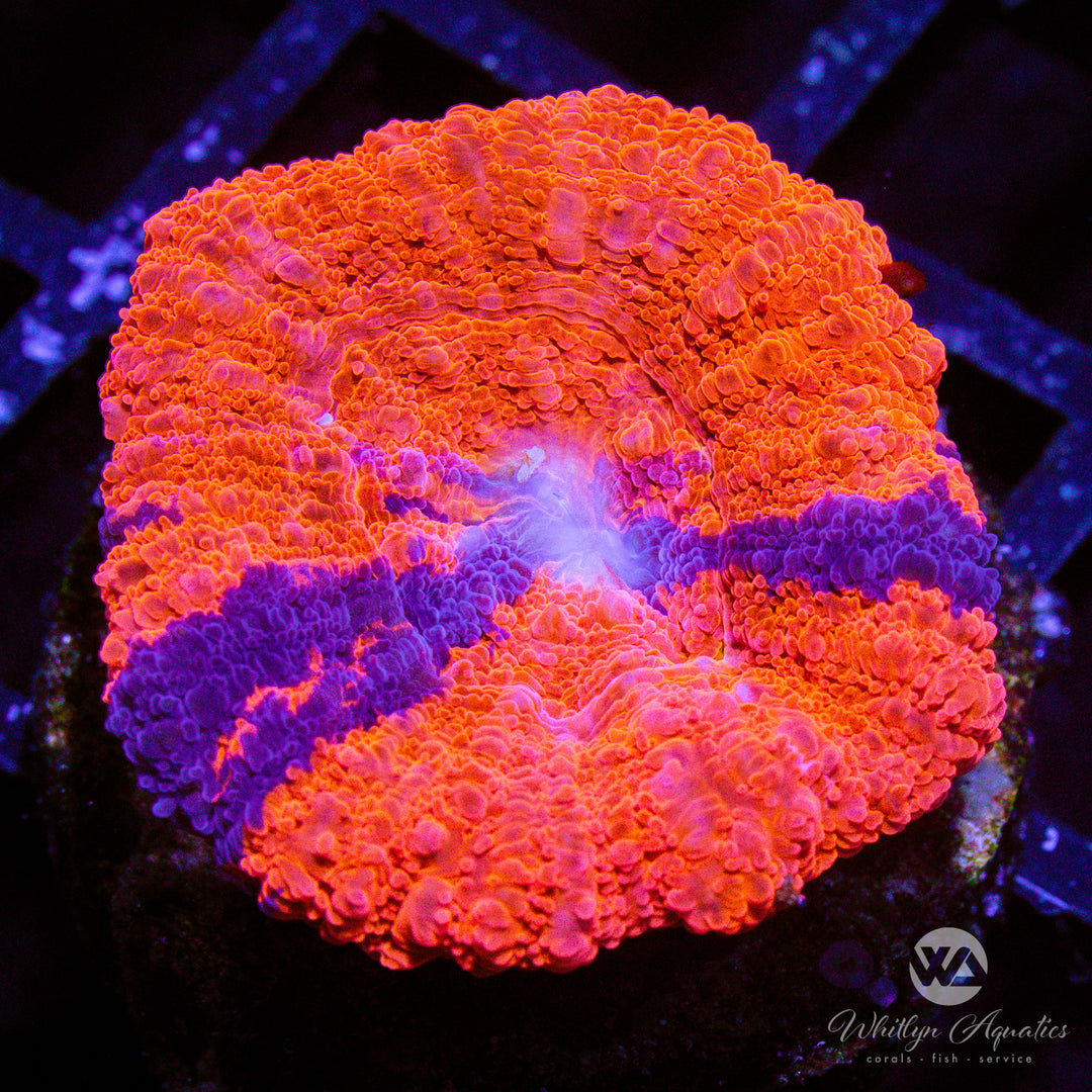 C12 - WA Warpaint Bowerbanki - WYSIWYG - Whitlyn Aquatics
