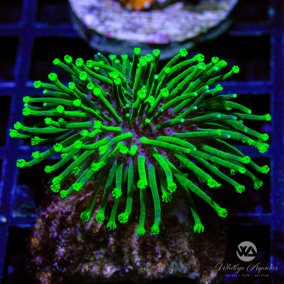 D15 - Neon Green Toadstool - WYSIWYG