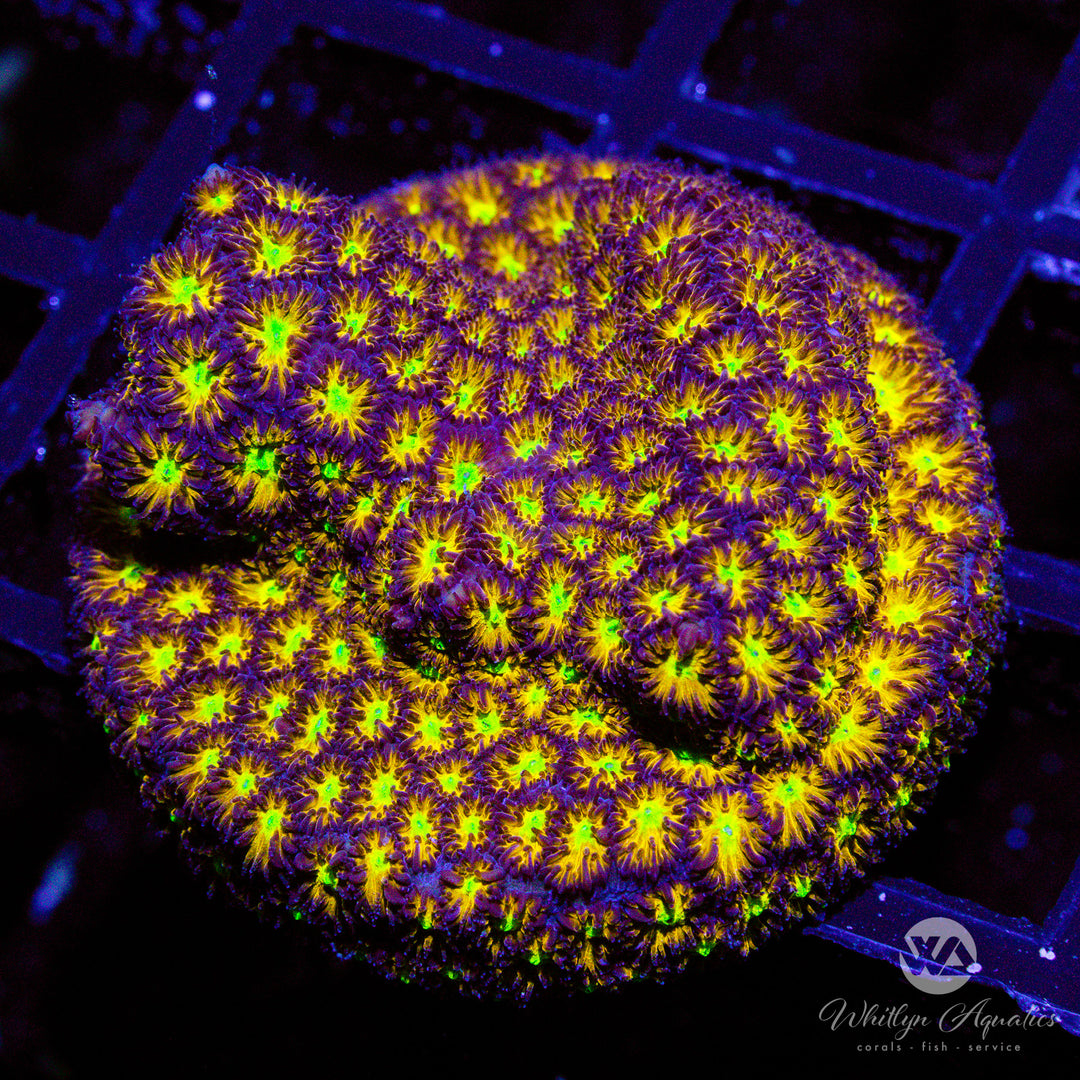 A12 - Spitfire Leptastrea - WYSIWYG