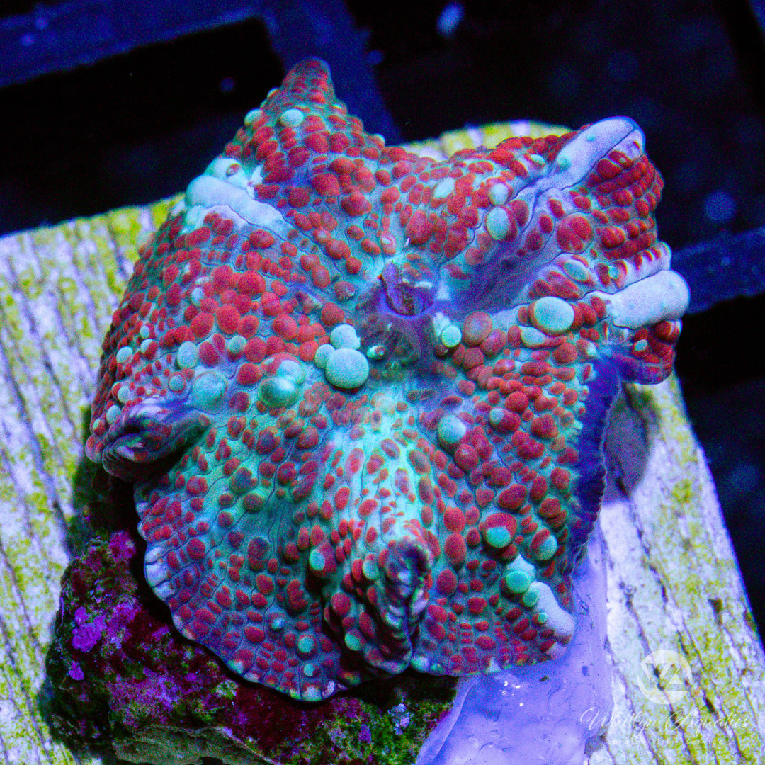 C13 - WA Trident Mushroom - WYSIWYG - Whitlyn Aquatics