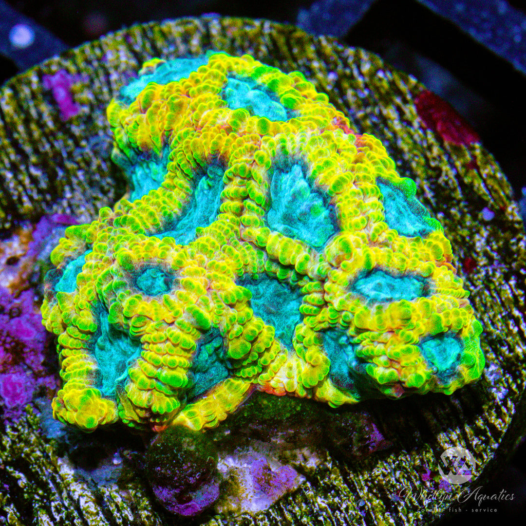 C14 - Favia Of The Gods - WYSIWYG - Whitlyn Aquatics