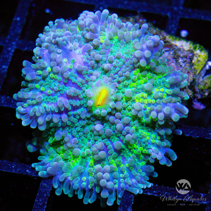 C15 - [NEW RELEASE!] WA Lemon Twist Ricordea - WYSIWYG