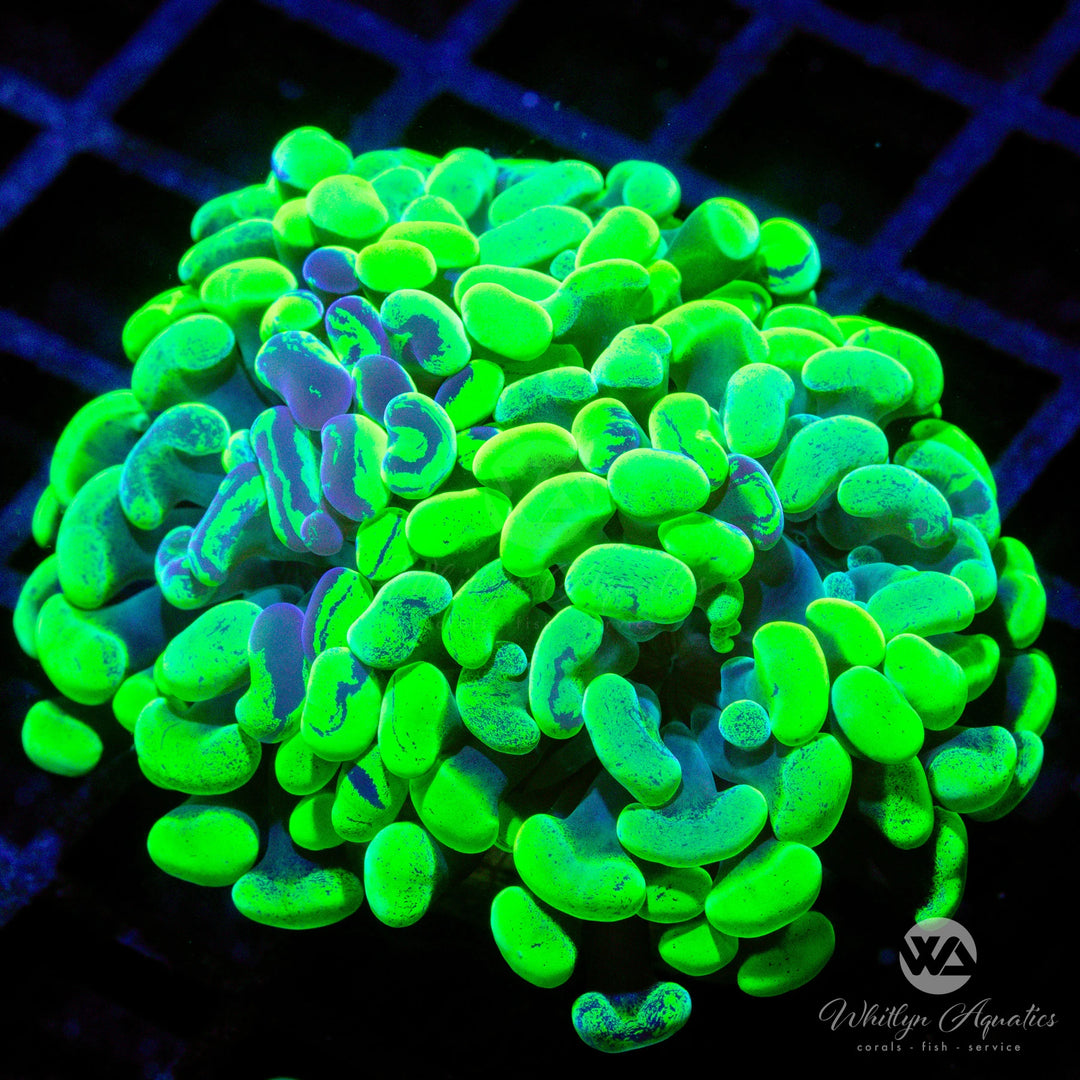 C23 - Splatter Branching Hammer - WYSIWYG