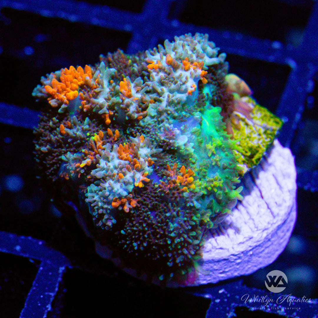 19D - [NEW RELEASE!] WA Burning Ember Rhodactis - WYSIWYG