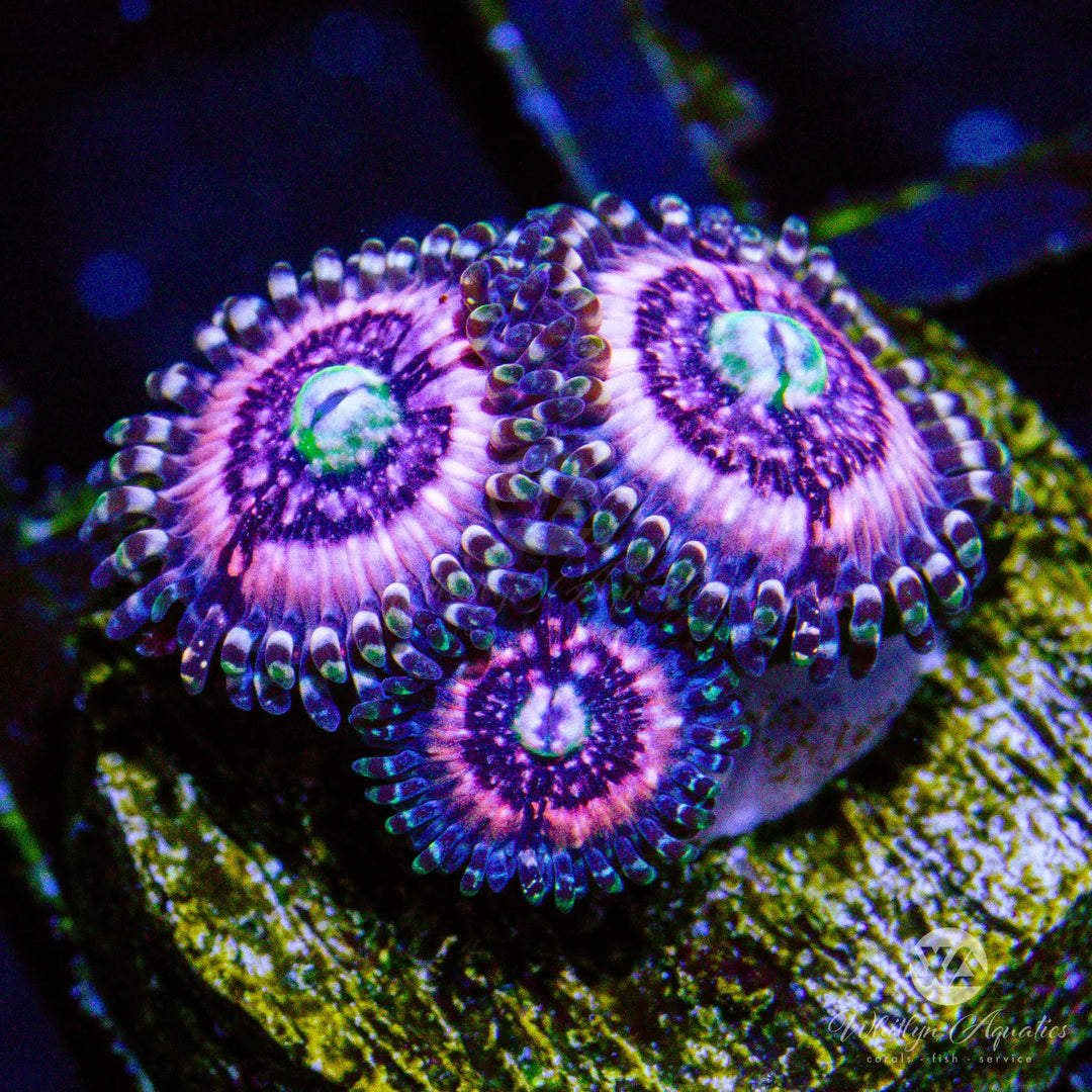 D24 - Pink Zipper Zoa - WYSIWYG