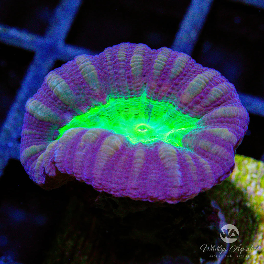 C23 - Purple & Green Trumpet - WYSIWYG