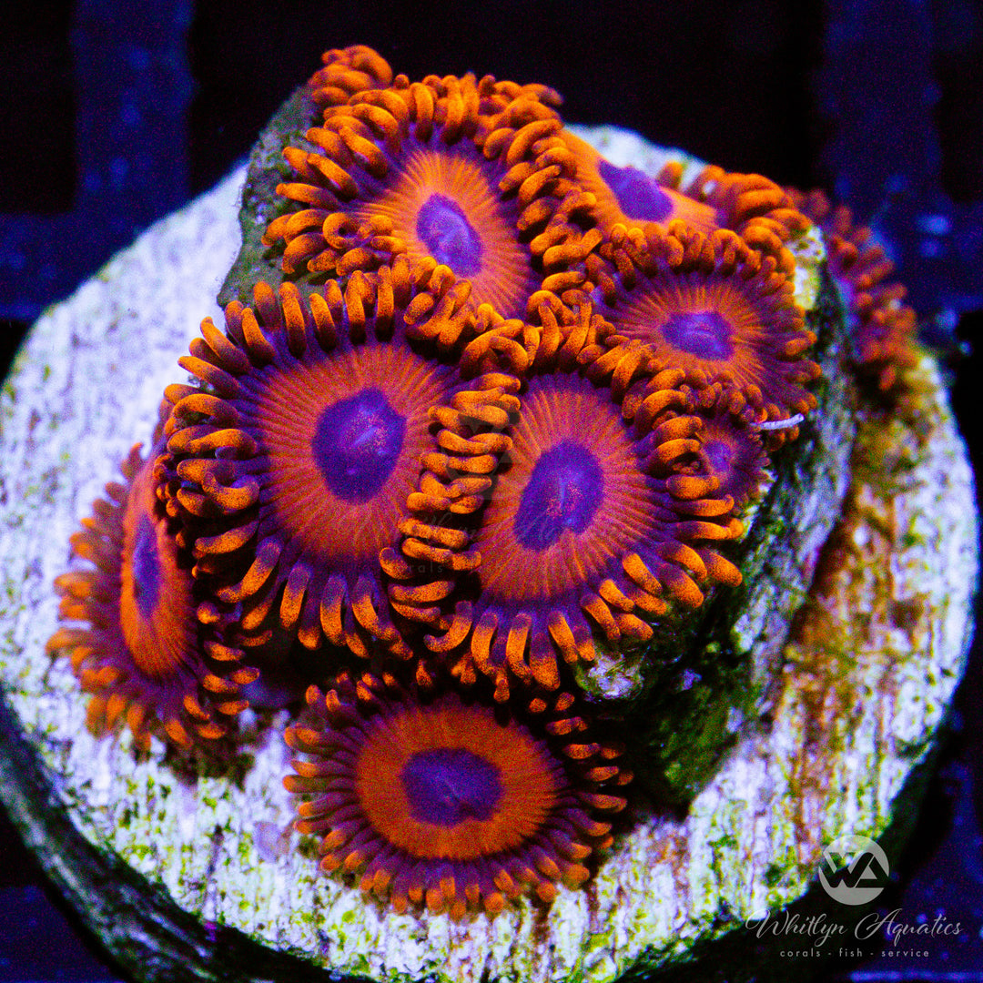 C17 - Kedd's Reds Zoanthid - WYSIWYG - Whitlyn Aquatics