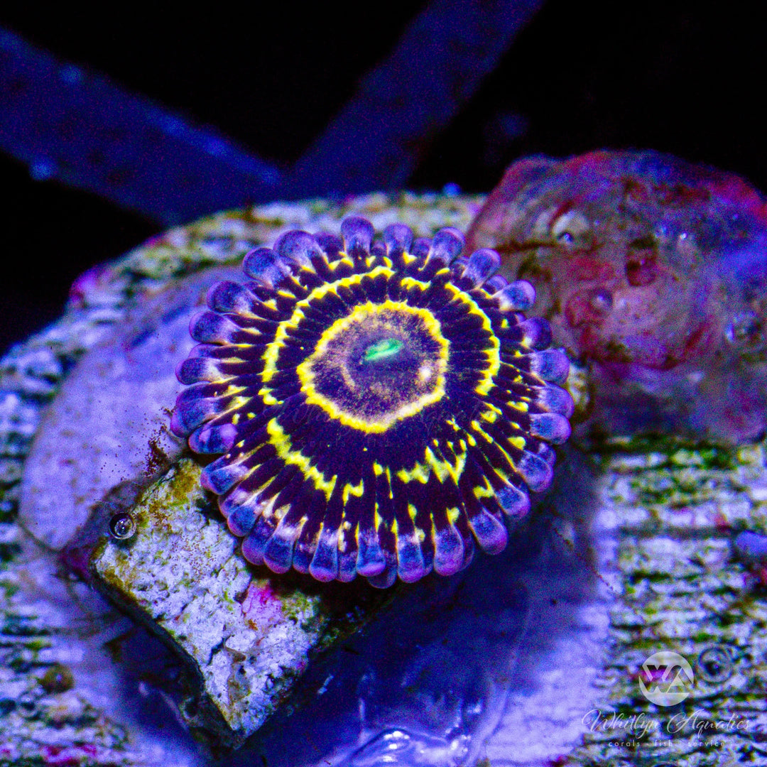 B20 - Stratosphere Zoa - WYSIWYG