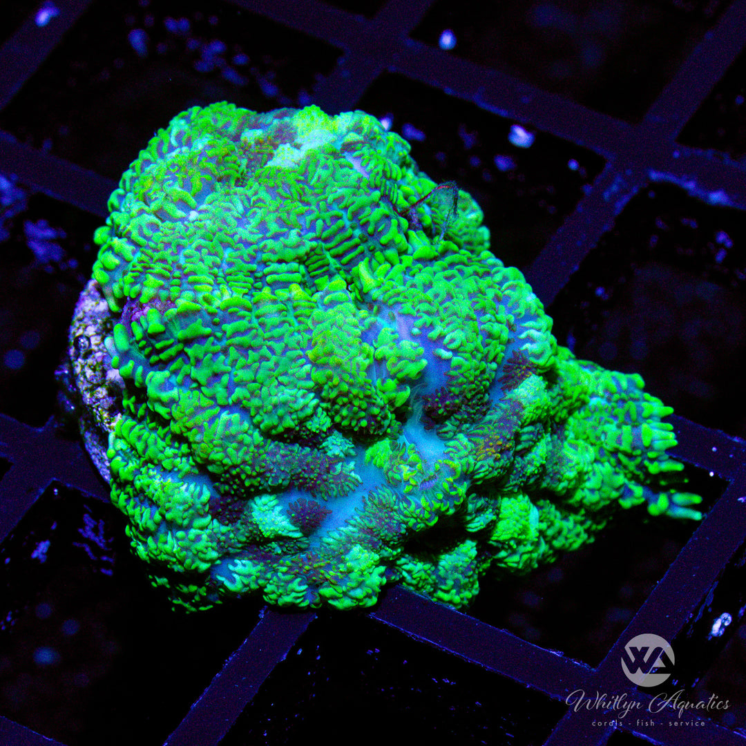 A17 - WA Walking Dead Pincushion Mushroom - WYSIWYG