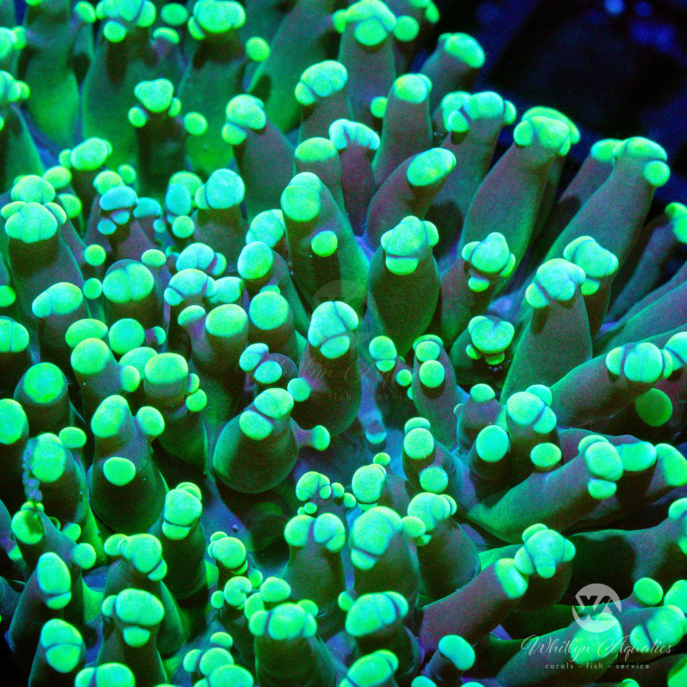 C18 - Green Octospawn - WYSIWYG - Whitlyn Aquatics