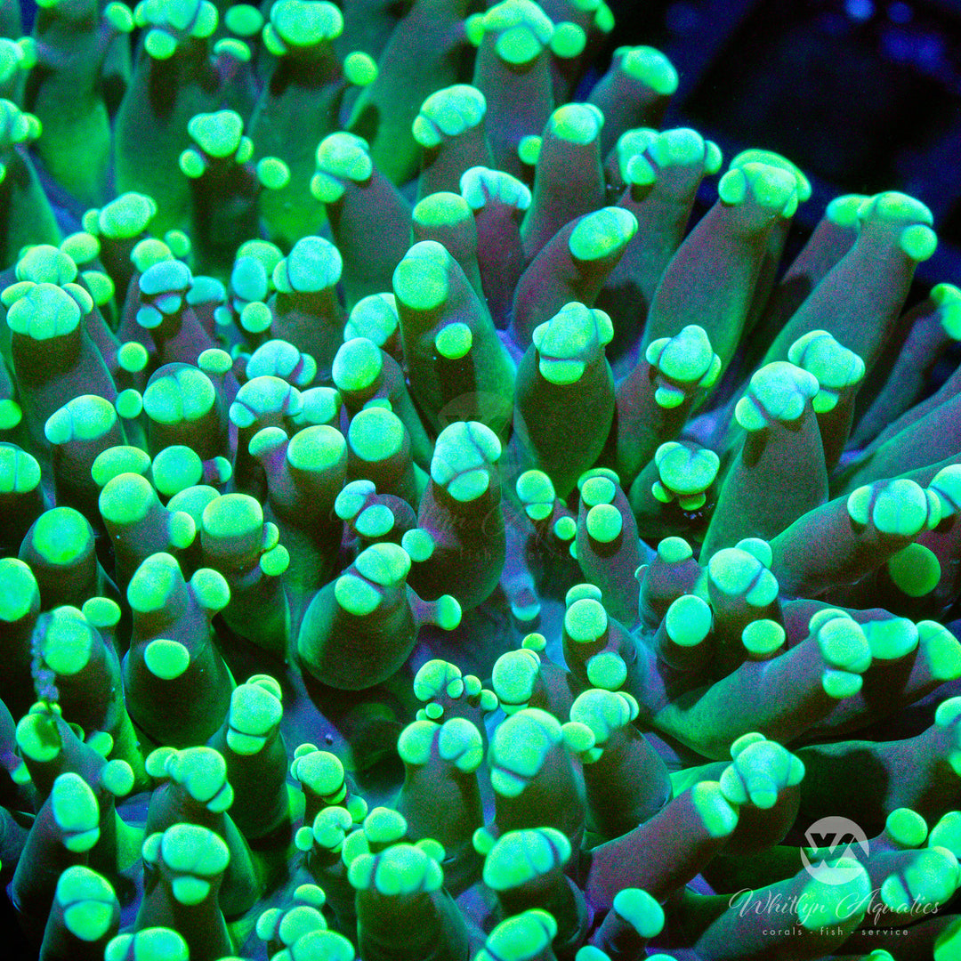 C18 - Green Octospawn - WYSIWYG - Whitlyn Aquatics