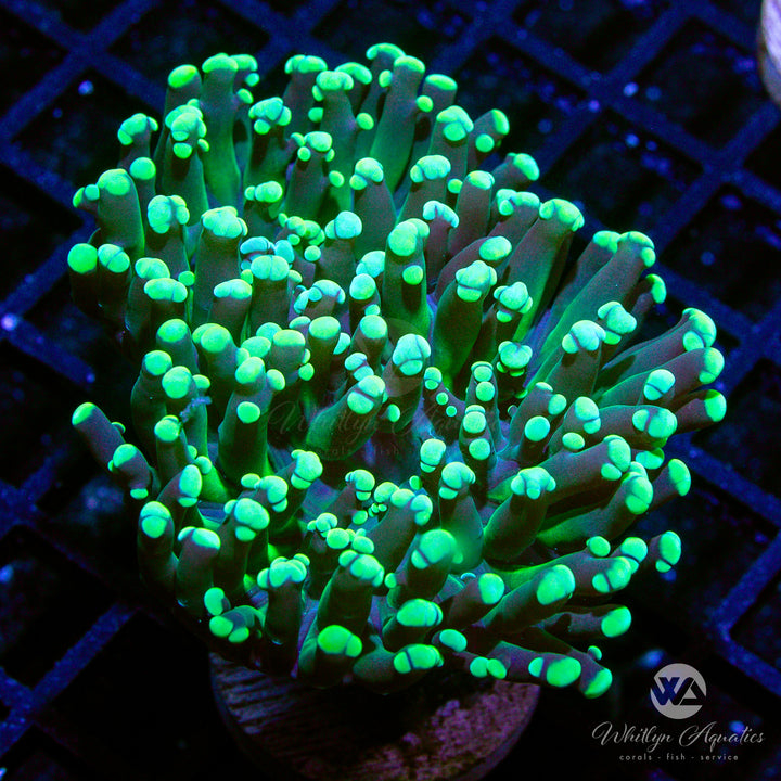 C18 - Green Octospawn - WYSIWYG - Whitlyn Aquatics