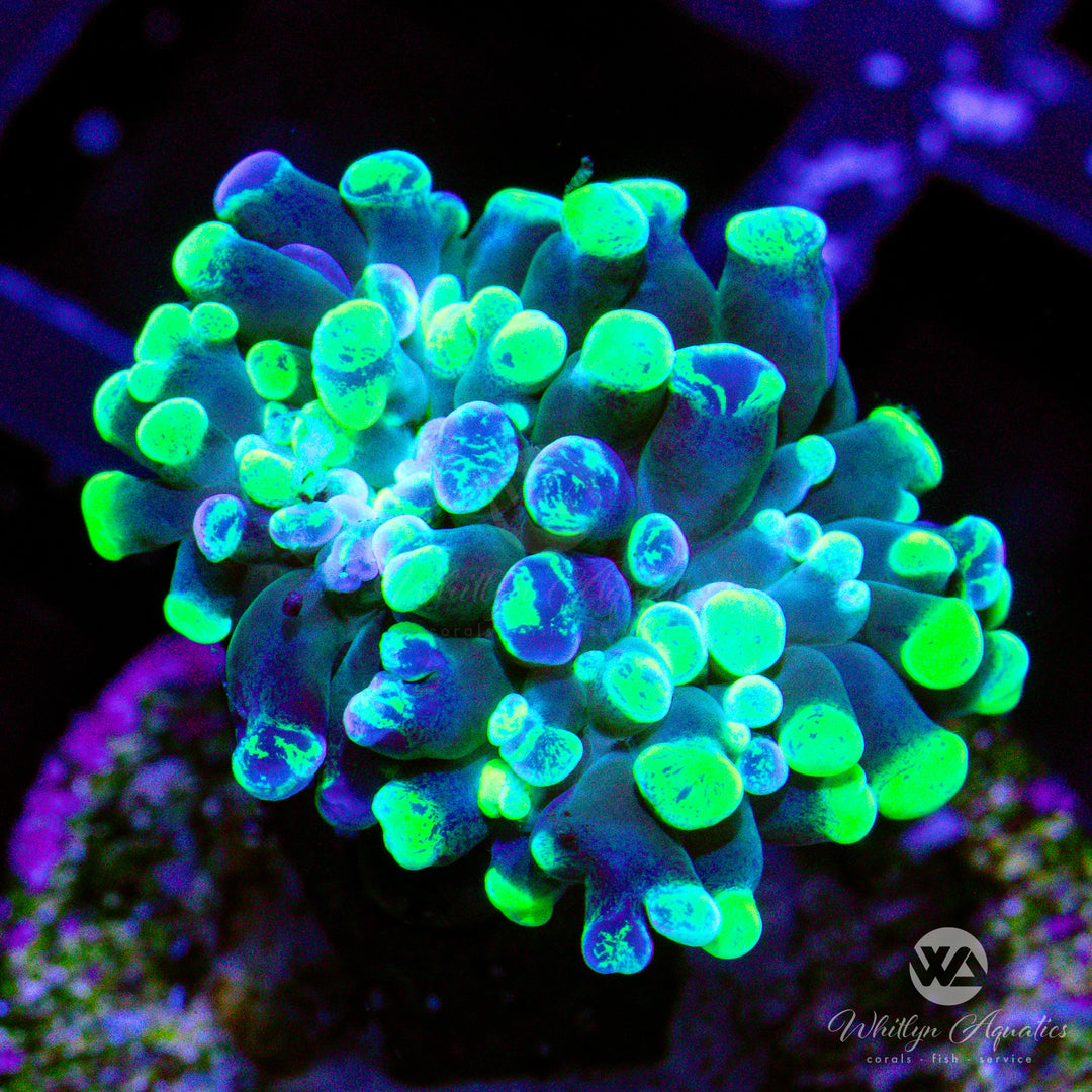 A21 - Splatter Hammer - WYSIWYG