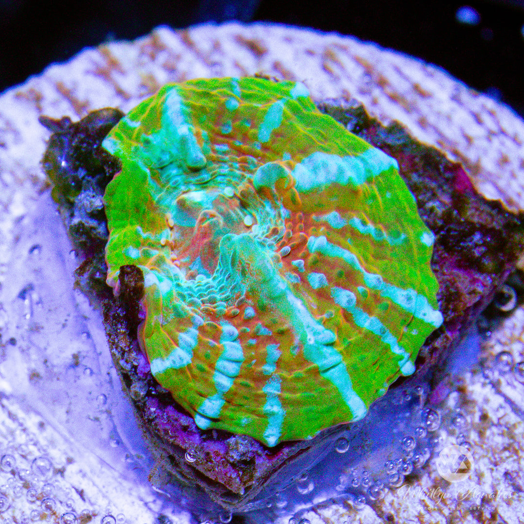 C19 - WA Orange Convict Chalice - WYSIWYG - Whitlyn Aquatics