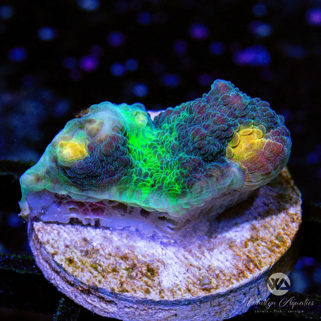 A35 - [NEW RELEASE!] WA Dabloon Chalice - WYSIWYG