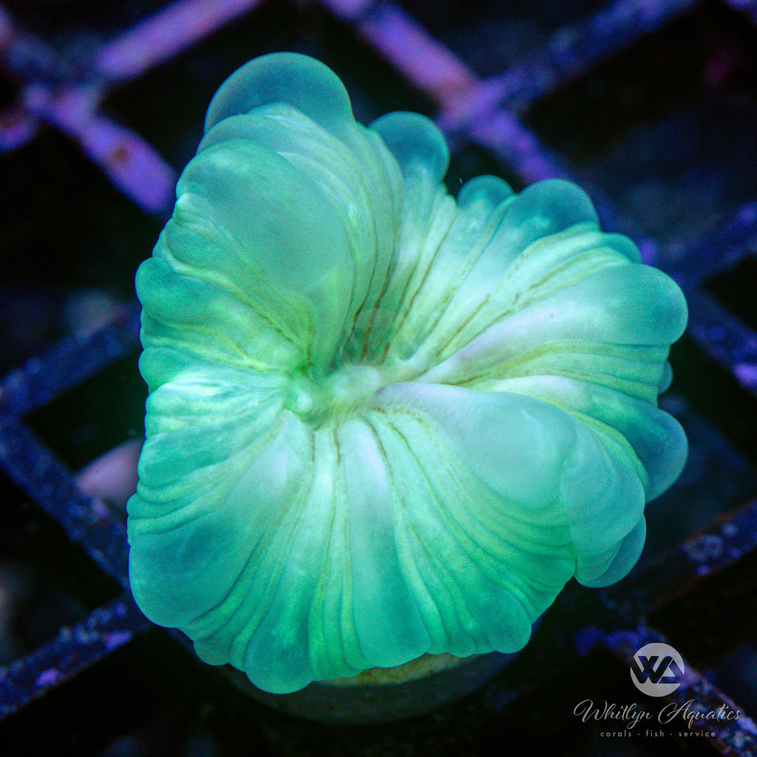 29D - Neon Fox Coral - WYSIWYG