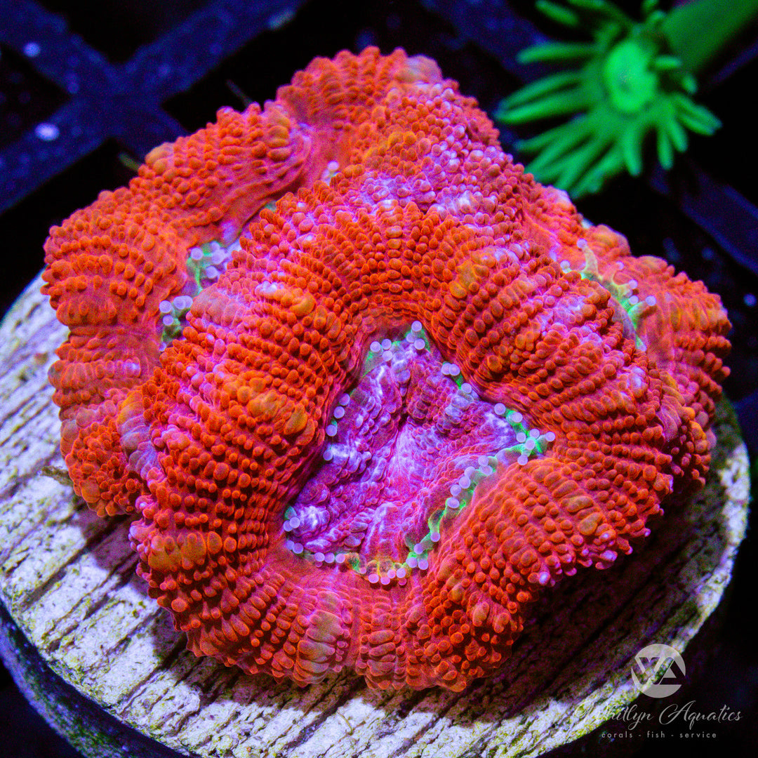C22 - [NEW RELEASE!] WA Cherrybomb Acan - WYSIWYG - Whitlyn Aquatics